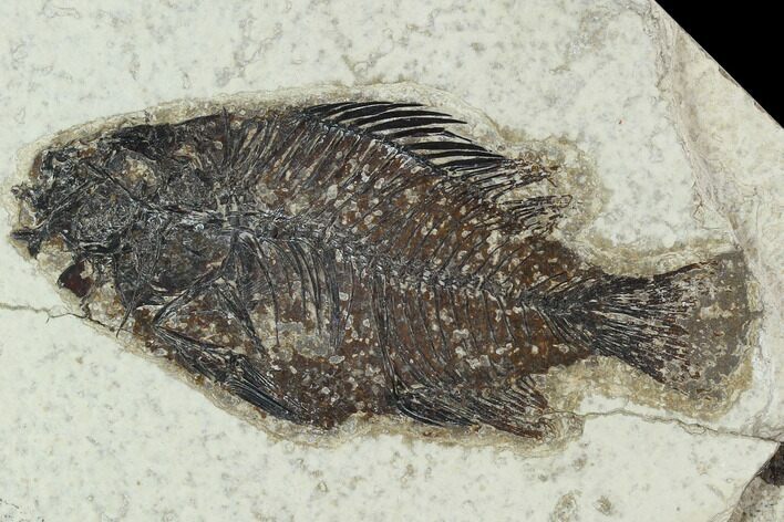 Bargain Fossil Fish (Cockerellites) - Green River Formation #129654